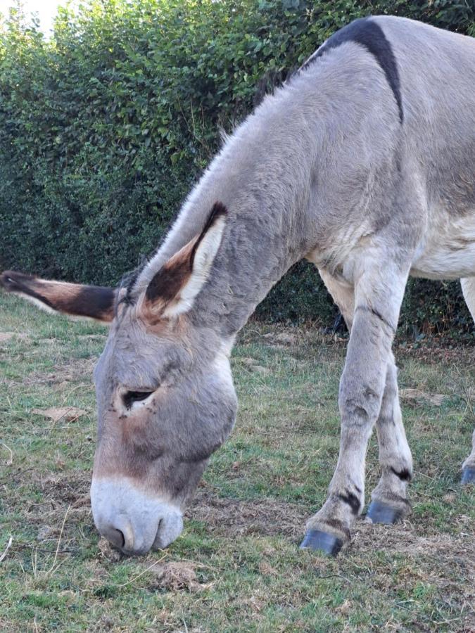 La Suite De Louane Grumesnil Exteriér fotografie
